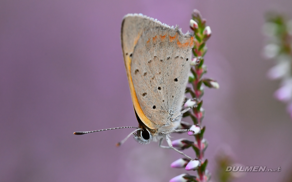 Small copper (Lycaena phlaeas)